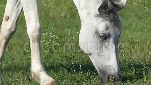 在阳光明媚的日子里一匹白马在草坪上缓慢地放牧着青草视频的预览图