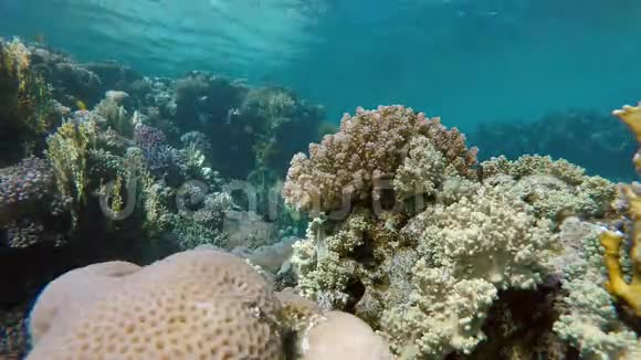 生活在水下在热带珊瑚礁上潜水视频的预览图