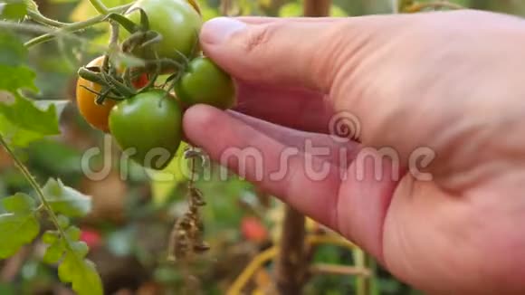 番茄的发育研究基因工程特写4K慢动作视频的预览图