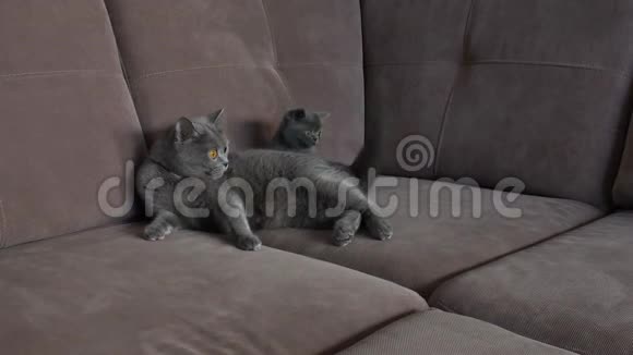 坐在沙发上的猫妈妈视频的预览图