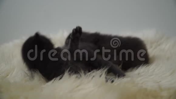小可爱的新生小猫躺在羊毛上关上门4K视频的预览图