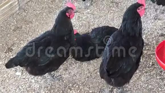 鸡鸡鸟动物视频的预览图