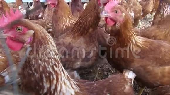 鸡鸡鸟动物视频的预览图
