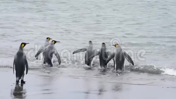 海滩上的国王企鹅视频的预览图