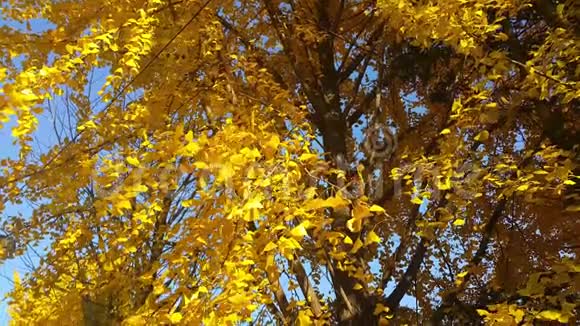 秋季新鲜空气中活动的五颜六色的黄绿橙叶视频的预览图