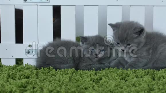 小猫在绿色背景上视频的预览图