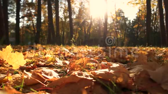美丽的秋景视频的预览图