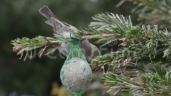 雄鸟麻雀在鸟肥球上寻找种子视频的预览图