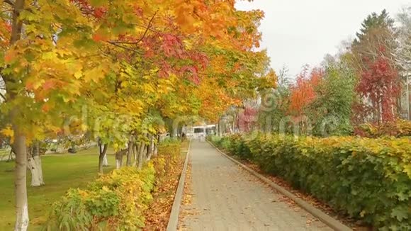 公园秋天的黄枫树视频的预览图