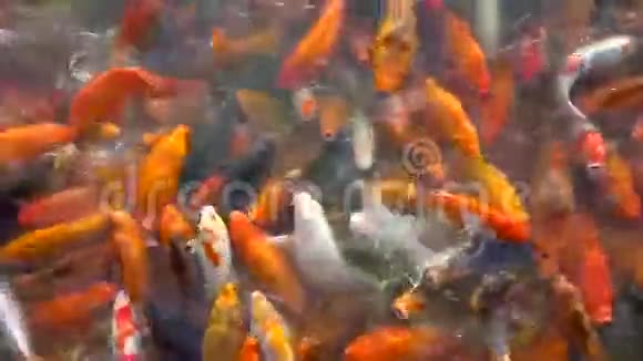 池塘里挤满了锦鲤视频的预览图