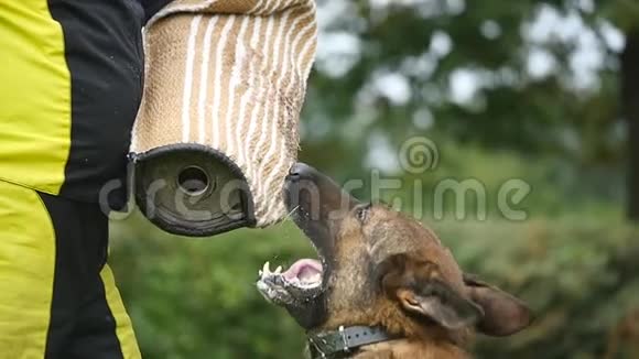 德国牧羊犬训练攻击教练视频的预览图