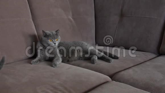 坐在沙发上的猫妈妈视频的预览图
