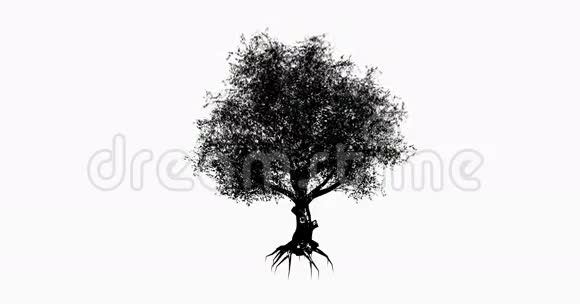 一棵孤独的树和根的轮廓在风中摇曳视频的预览图
