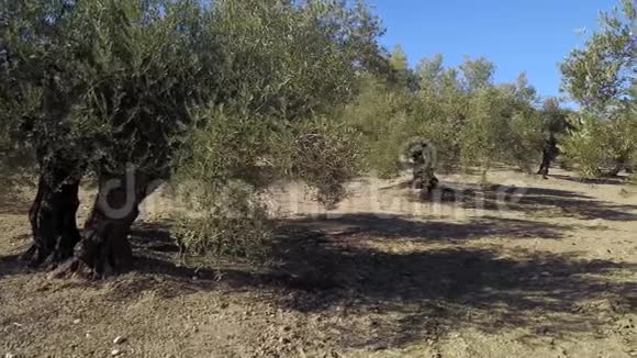 贾恩附近的橄榄树田4k的软摄像机移动视频的预览图