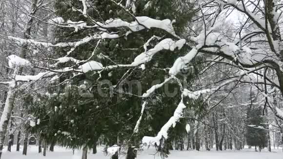 大自然的风景白雪皑皑视频的预览图