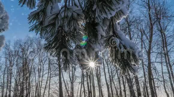 冬雪林中的软雪傍晚的冬景雪中的云杉枝视频的预览图