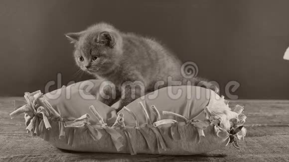 小猫坐在灰色的枕头上视频的预览图