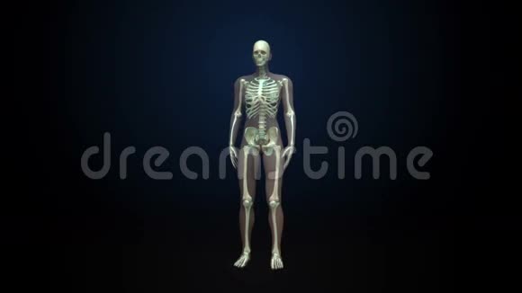 旋转女性人体骨骼结构骨系统蓝色X光视频的预览图