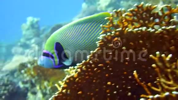 珊瑚礁天皇庞加大物皇帝视频的预览图