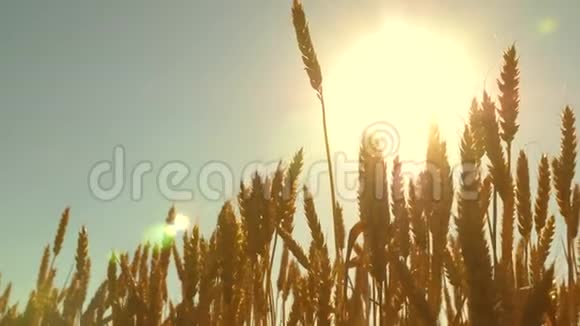 在蓝天的映衬下成熟的小麦小麦穗粒摇风谷物收获成熟视频的预览图