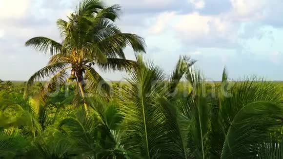 加勒比海的椰子棕榈树丛林视频的预览图