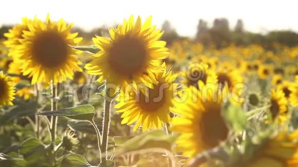 向日葵花田的美丽花朵上阳光灿烂视频的预览图