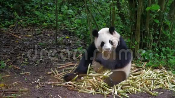 大熊猫视频的预览图