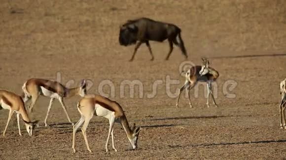 春羚羚羊和蓝角羚视频的预览图