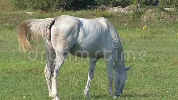 一匹白马在阳光明媚的日子里慢悠悠地在草地上放牧视频的预览图