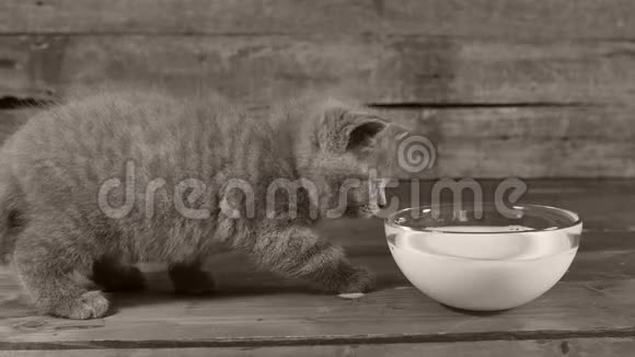 小猫从碗里喝牛奶视频的预览图