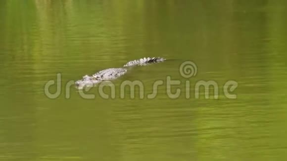 一只鳄鱼在水里视频的预览图