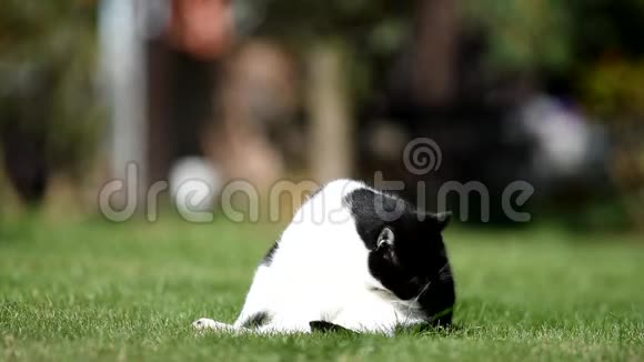 花园里的黑白猫视频的预览图