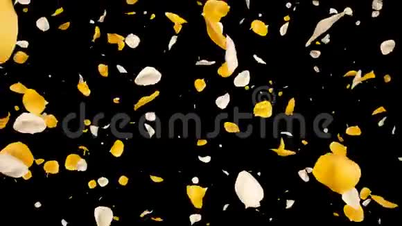 飞翔的浪漫的黄白色玫瑰花瓣落在阿尔法孤立回路视频的预览图