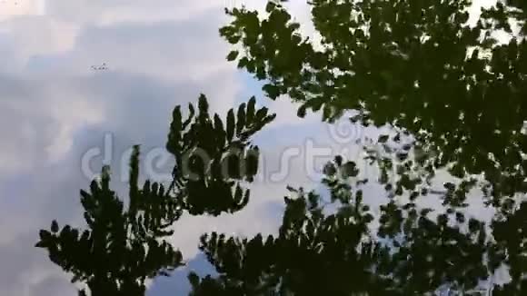 树在湖水上留下倒影视频的预览图
