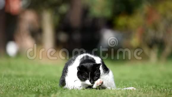 花园里的黑白猫视频的预览图