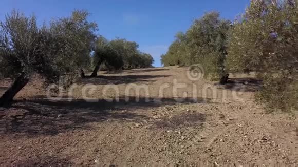 贾恩附近的橄榄树4k的软摄像机移动视频的预览图