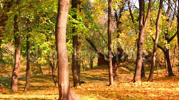 秋天公园里美丽的落叶视频的预览图