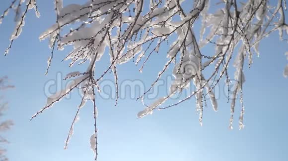 枯冻的榆树在冰枝上冬天白天雪在雪的阳光下阳光照耀着美丽的风景干树榆树视频的预览图