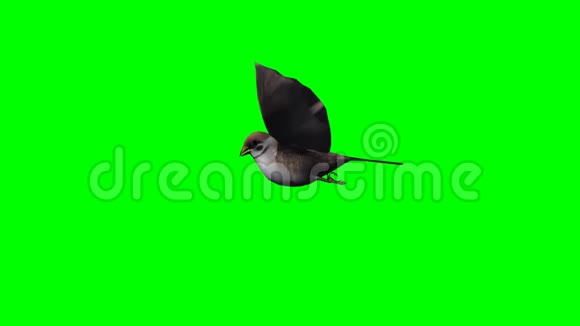 鸟雀在飞翔绿屏视频的预览图