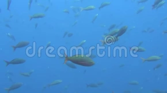 加拉帕戈斯群岛海域背景水下景观鱼学视频的预览图