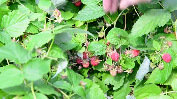 一位妇女在乡下采集树莓的收成视频的预览图