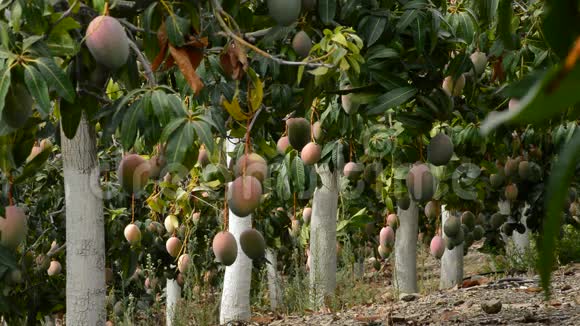 芒果热带水果挂在满是芒果树的种植园的树枝上视频的预览图
