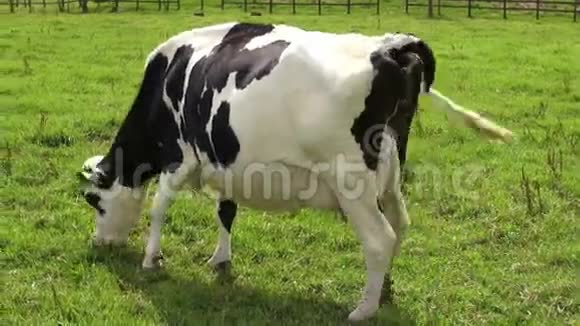 放牧奶牛牛农场动物视频的预览图