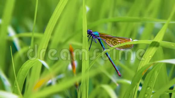 蜻蜓拿铁在夏日里坐在绿草上摇曳着风视频的预览图