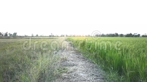 农村的稻田视频的预览图