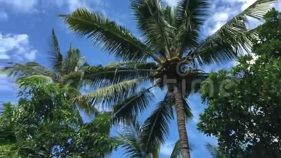 印度尼西亚巴厘岛豪华度假胜地的绿树视频的预览图