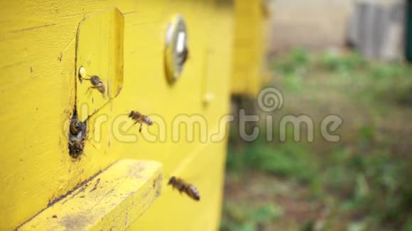 蜜蜂飞来飞去的蜂巢视频的预览图