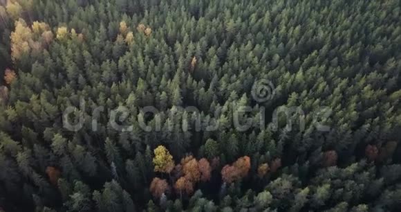 绿松黄桦林空中拍摄穆迪视频视频的预览图