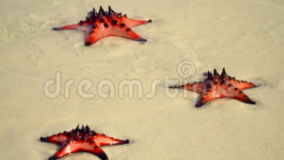 如果一只红海星躺在海滩上特写镜头热带白沙海水中有红海星慢吞吞的菲律宾视频的预览图