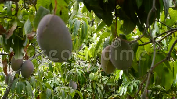 芒果热带水果挂在一个满是芒果的种植园的树枝上视频的预览图